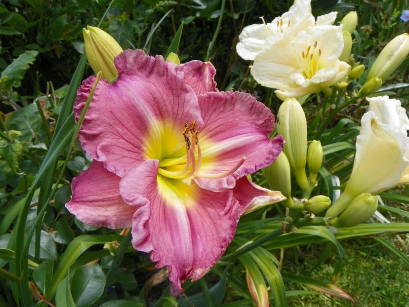 7 iul (78) - Hemerocallis 2018