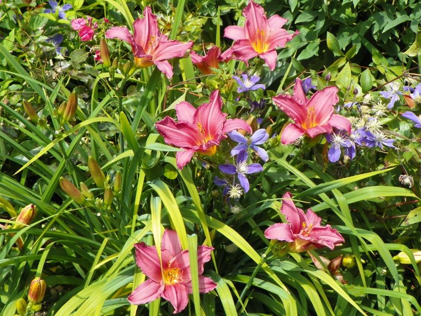 7 iul (81) - Hemerocallis 2018