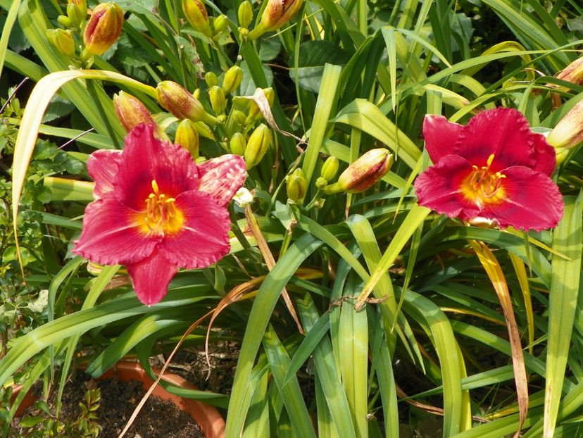 7 iul (82) - Hemerocallis 2018
