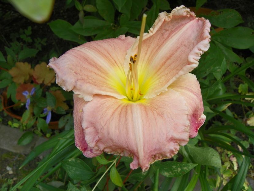 7 iul (83) - Hemerocallis 2018