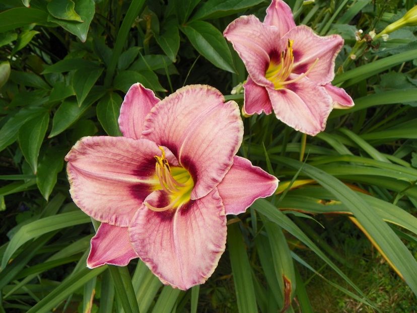 7 iul (88) - Hemerocallis 2018