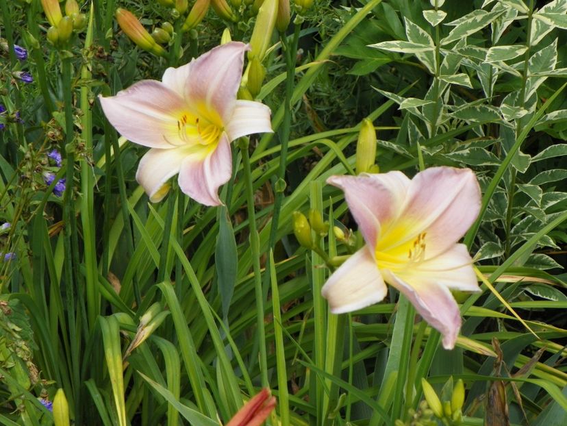 7 iul (89) - Hemerocallis 2018