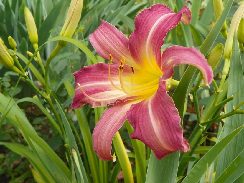 7 iul (91) - Hemerocallis 2018