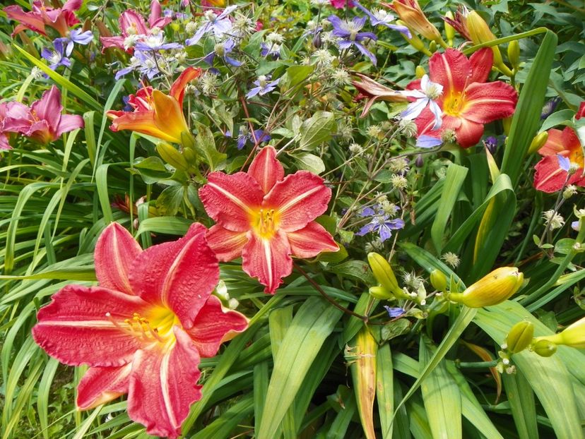 7 iul (94) - Hemerocallis 2018