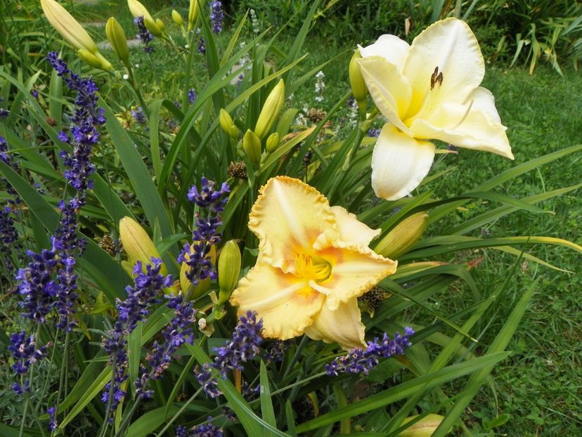 7 iul (95) - Hemerocallis 2018