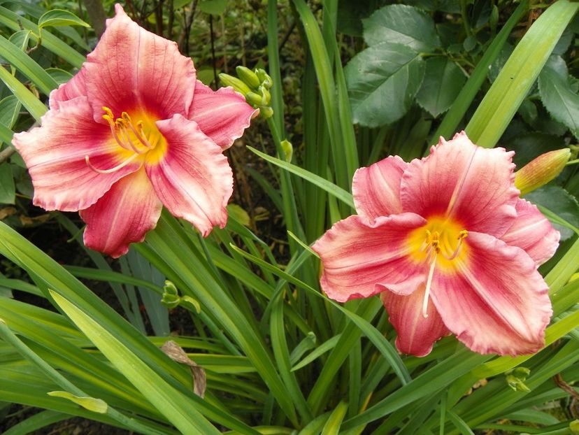 7 iul (96) - Hemerocallis 2018