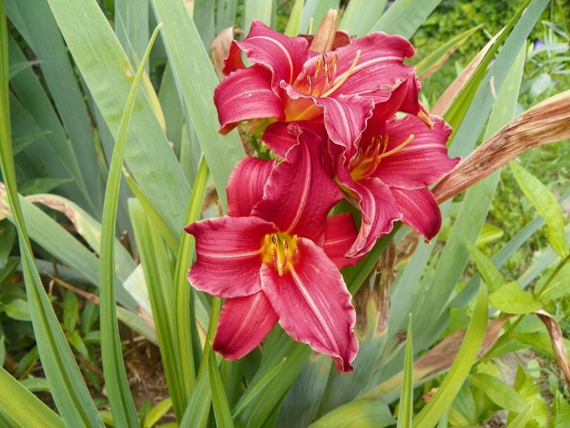 7 iul (97) - Hemerocallis 2018
