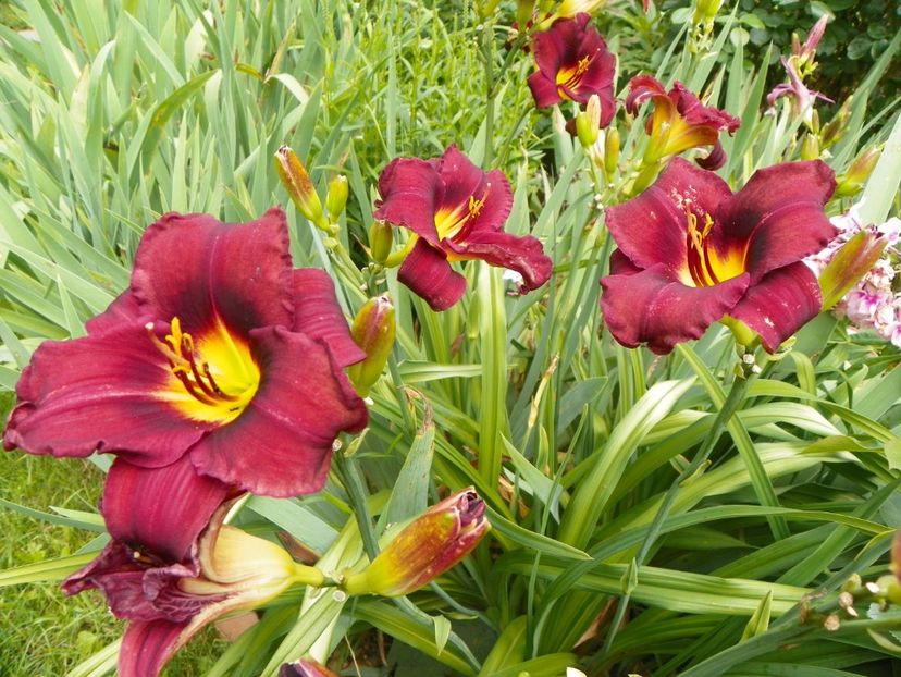 7 iul (106) - Hemerocallis 2018