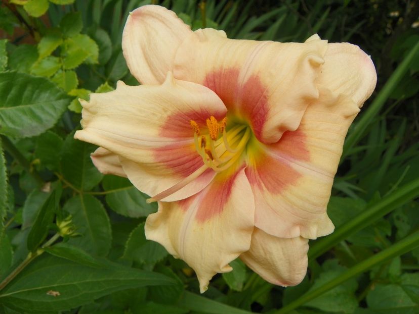 7 iul (107) - Hemerocallis 2018