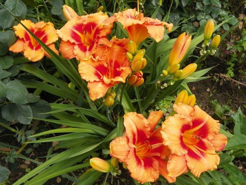 7 iul (118) - Hemerocallis 2018