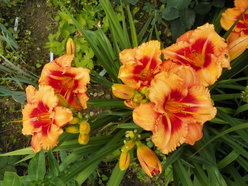 7 iul (119) - Hemerocallis 2018