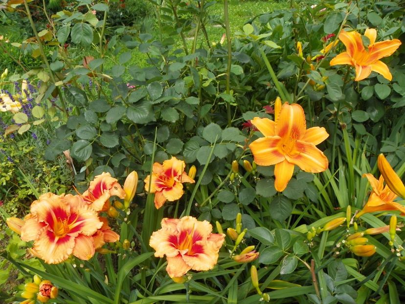 7 iul (120) - Hemerocallis 2018