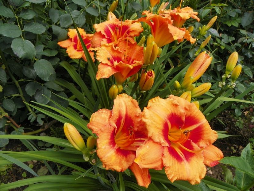 7 iul (121) - Hemerocallis 2018