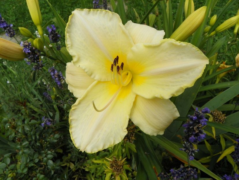 7 iul (122) - Hemerocallis 2018