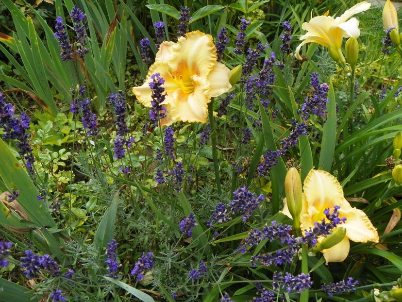 7 iul (123) - Hemerocallis 2018