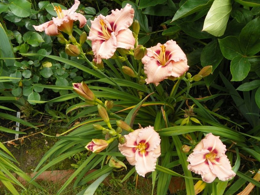 7 iul (124) - Hemerocallis 2018