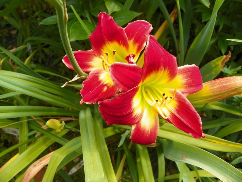7 iul (125) - Hemerocallis 2018