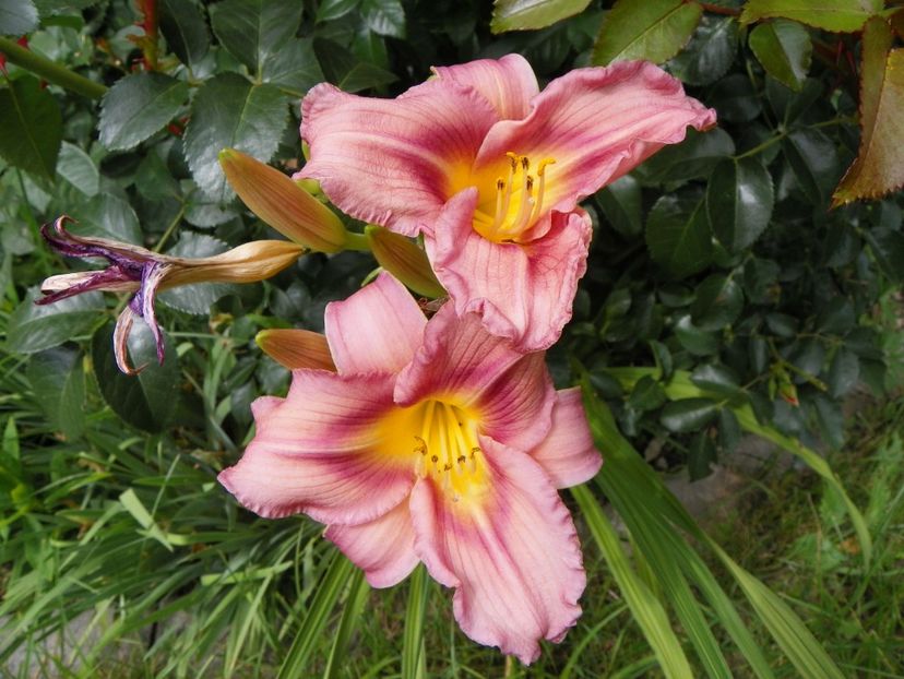 7 iul (126) - Hemerocallis 2018