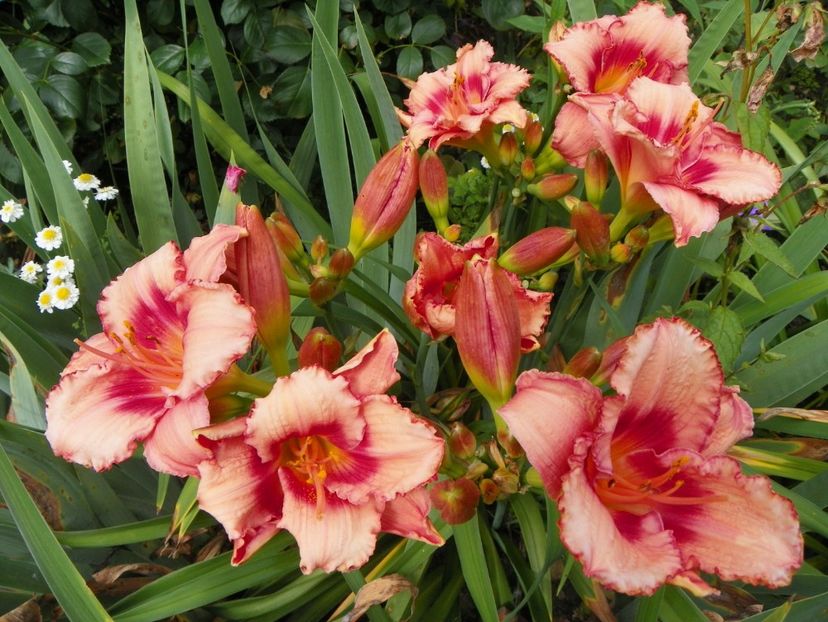 7 iul (127) - Hemerocallis 2018