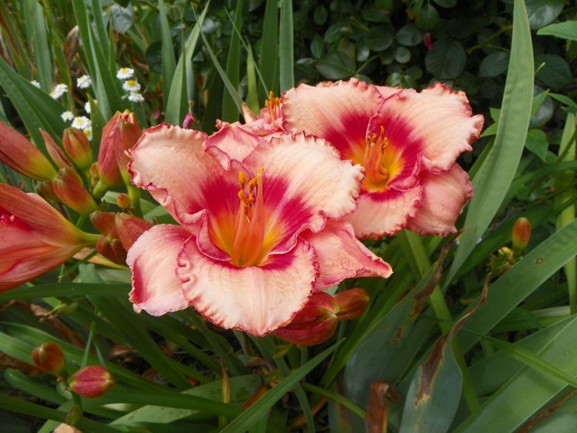 7 iul (128) - Hemerocallis 2018