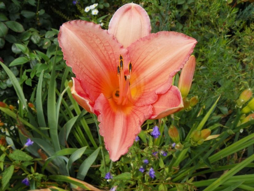 7 iul (129) - Hemerocallis 2018