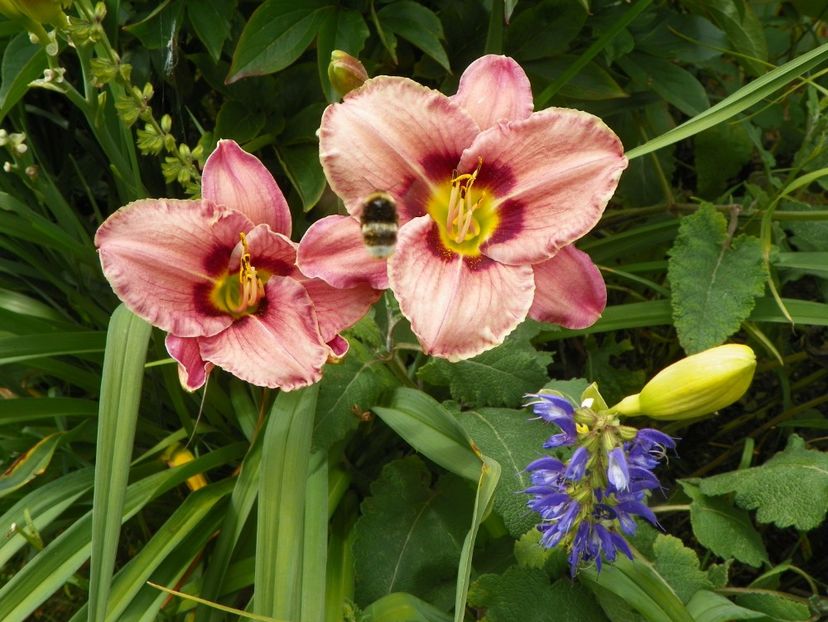 7 iul (130) - Hemerocallis 2018