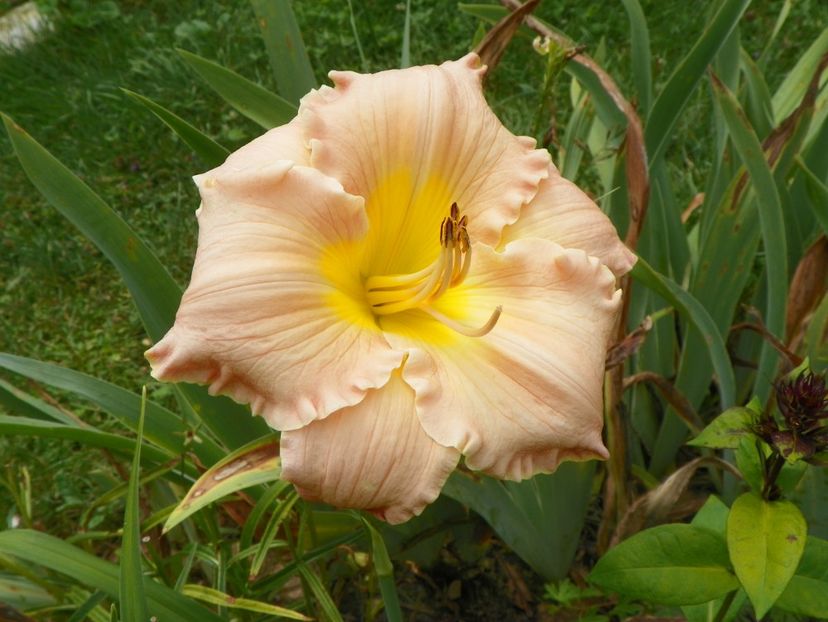 7 iul (131) - Hemerocallis 2018