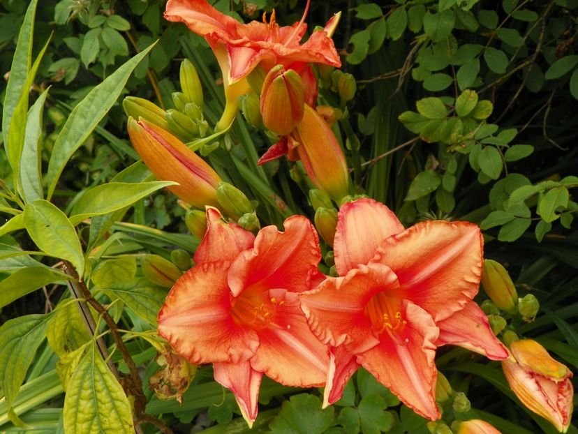 7 iul (132) - Hemerocallis 2018