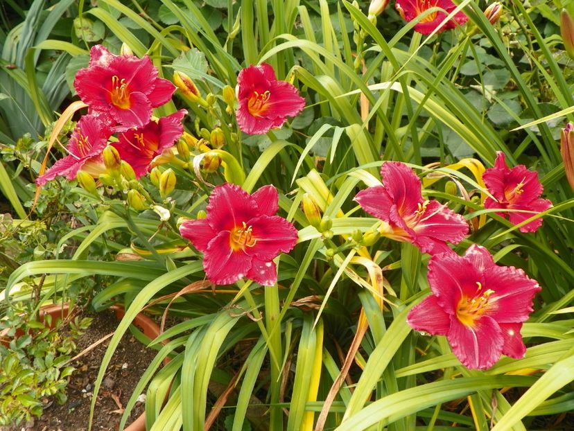 7 iul (133) - Hemerocallis 2018