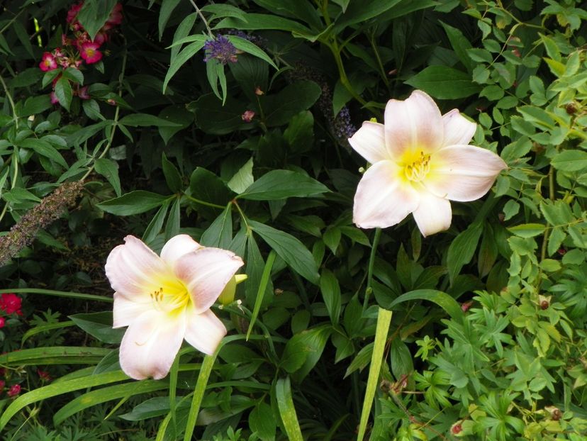 7 iul (136) - Hemerocallis 2018