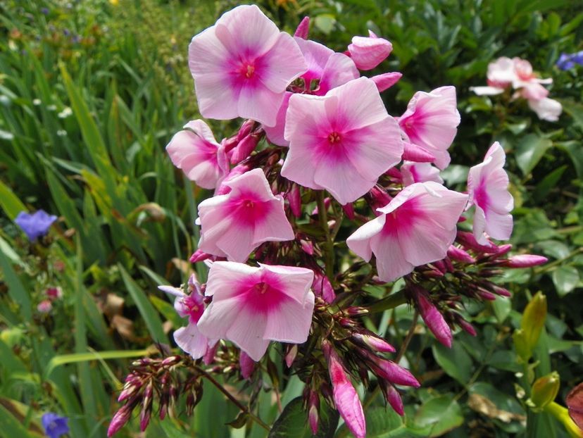 7 iul (11) - Phlox 2018