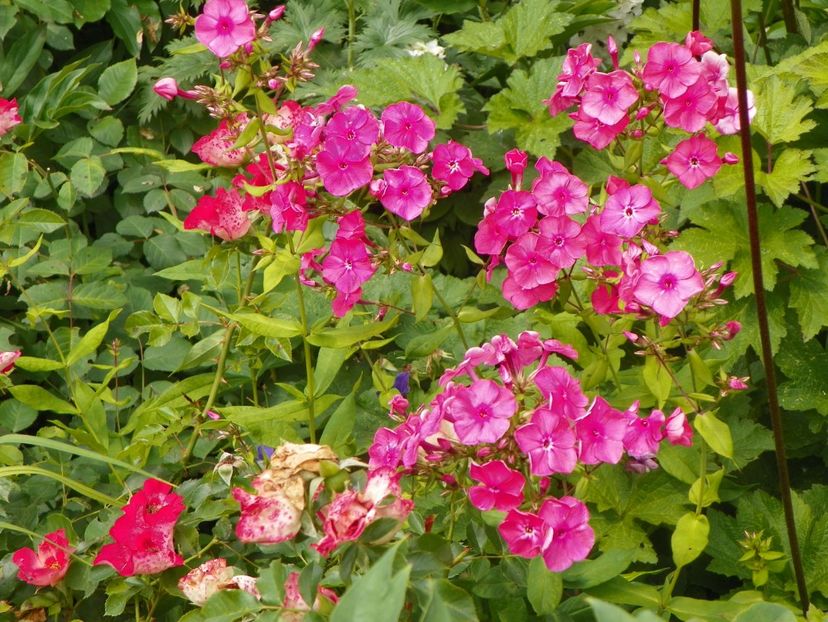 7 iul (13) - Phlox 2018