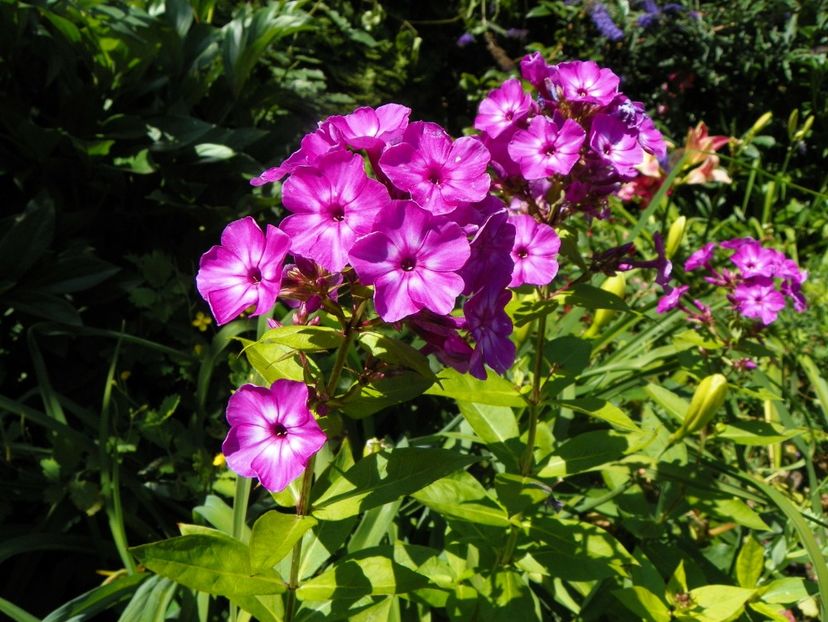 7 iul (55) - Phlox 2018