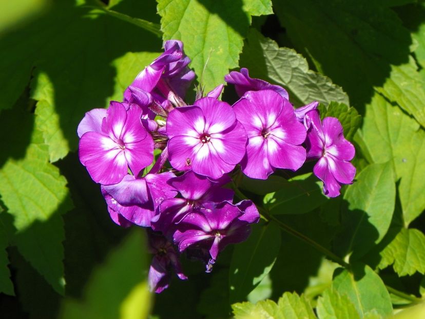 7 iul (63) - Phlox 2018