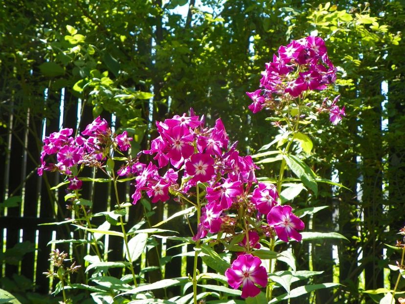 7 iul (72) - Phlox 2018