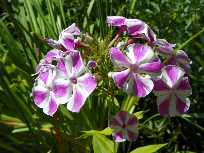7 iul (73) - Phlox 2018