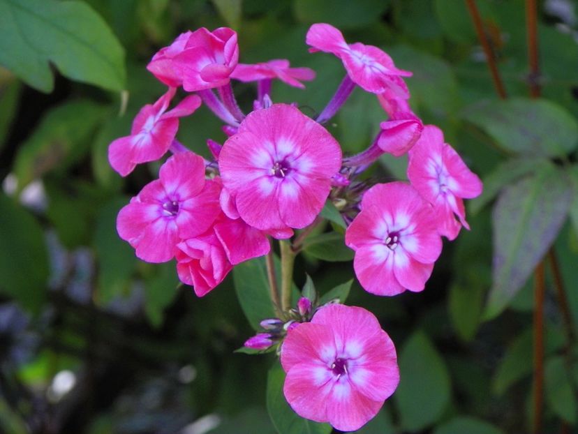 7 iul (76) - Phlox 2018