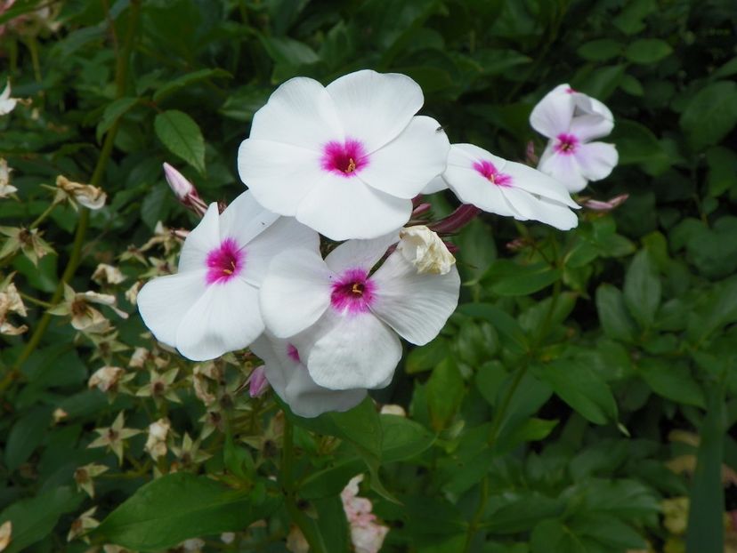 7 iul (90) - Phlox 2018