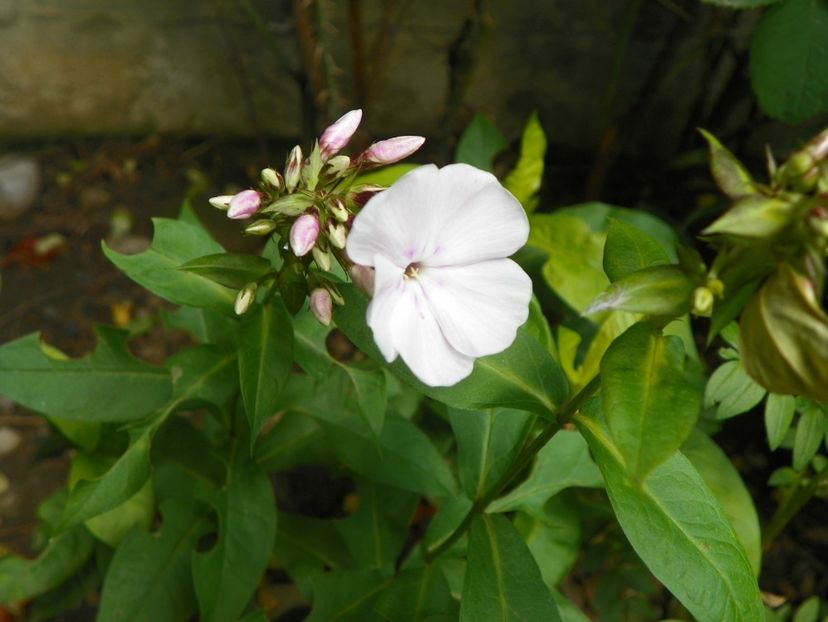7 iul (102) - Phlox 2018