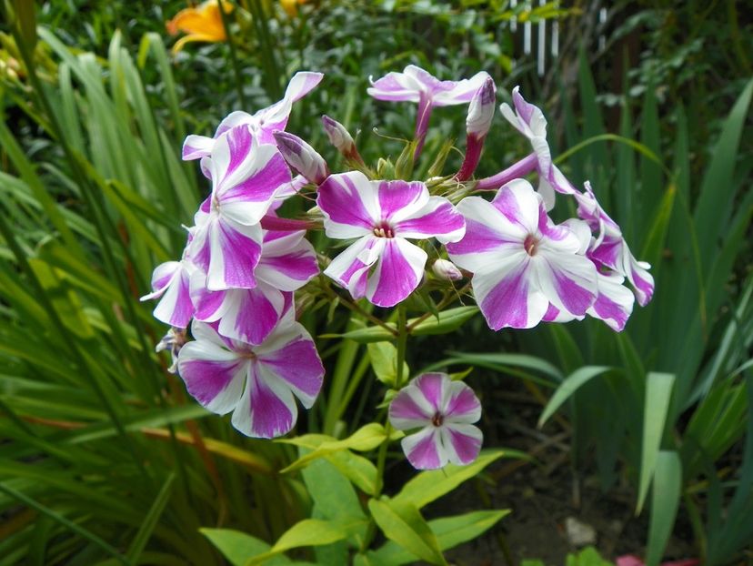 7 iul (109) - Phlox 2018