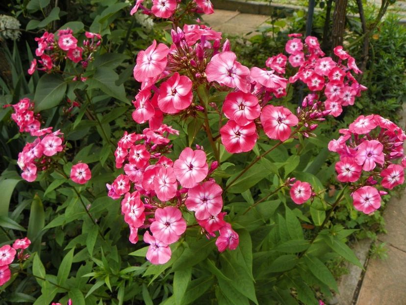 7 iul (110) - Phlox 2018