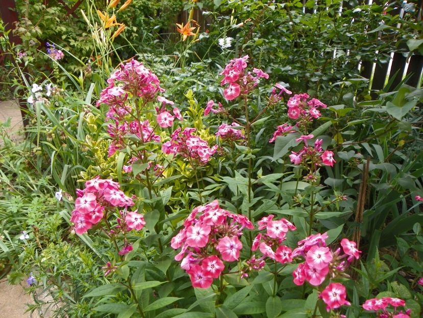 7 iul (113) - Phlox 2018