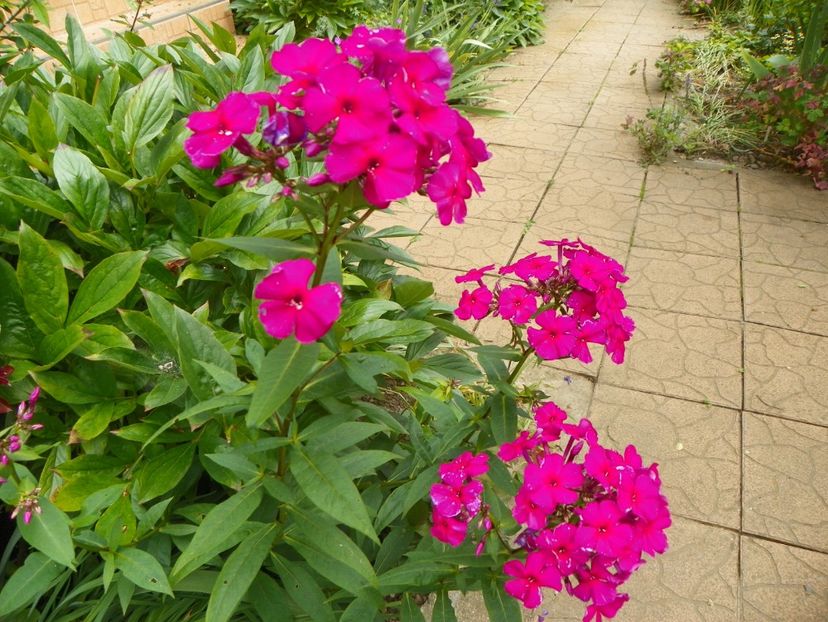 7 iul (114) - Phlox 2018