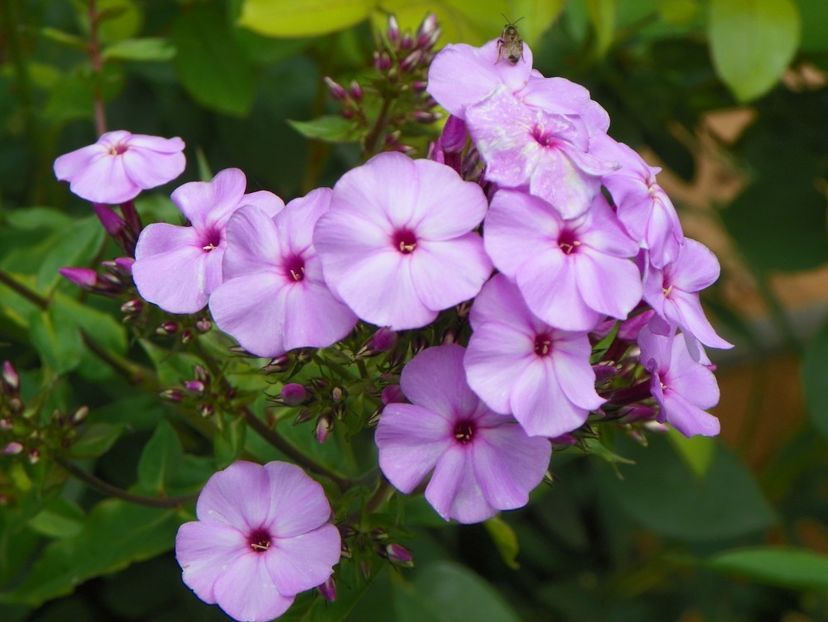 7 iul (115) - Phlox 2018