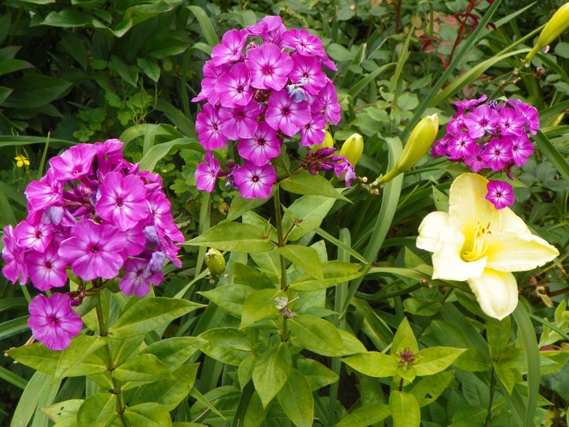 7 iul (135) - Phlox 2018