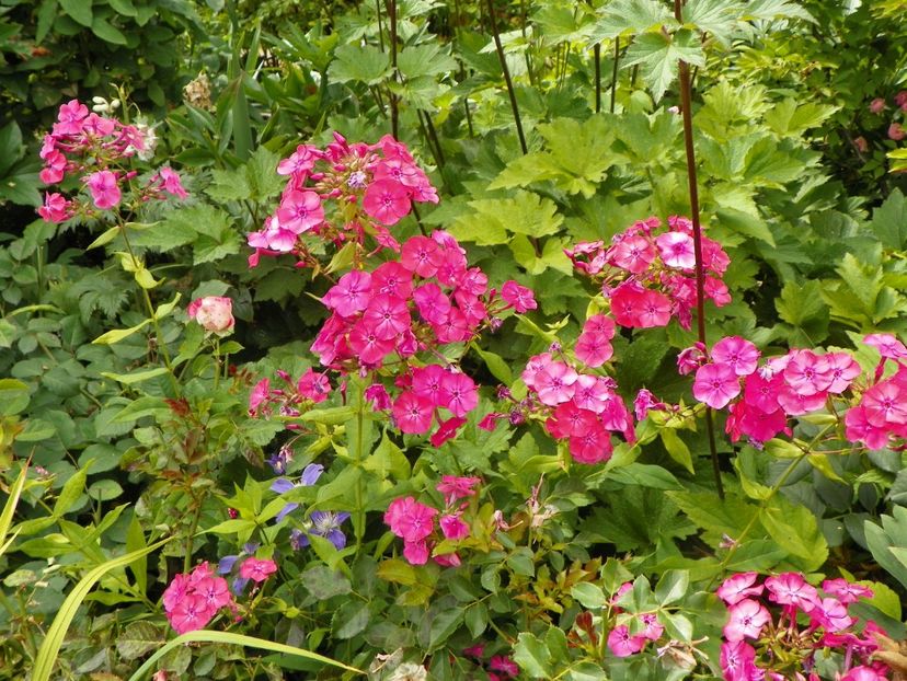 7 iul (139) - Phlox 2018