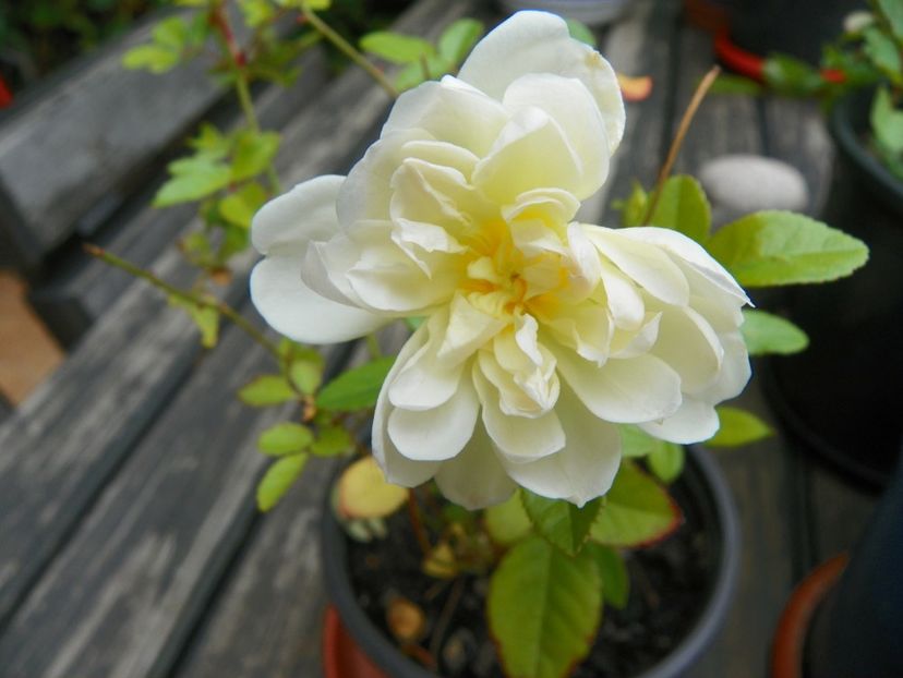 7 iul (18) - Trandafiri 2018 ii