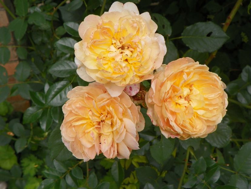 7 iul (26) - Trandafiri 2018 ii