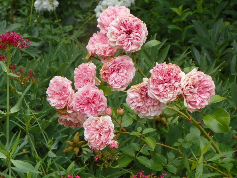 7 iul (36) - Trandafiri 2018 ii