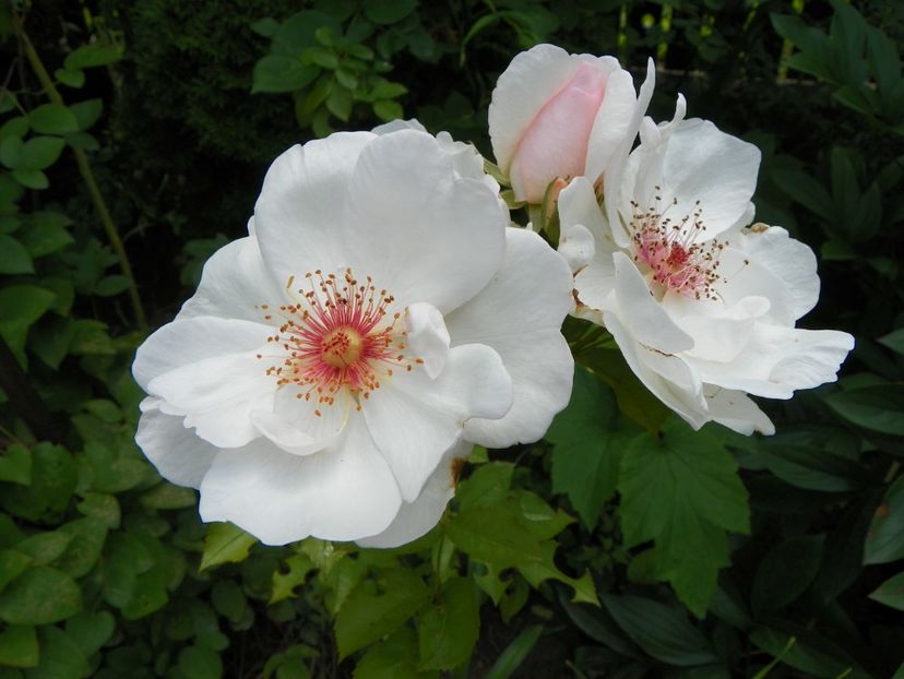 7 iul (87) - Trandafiri 2018 ii